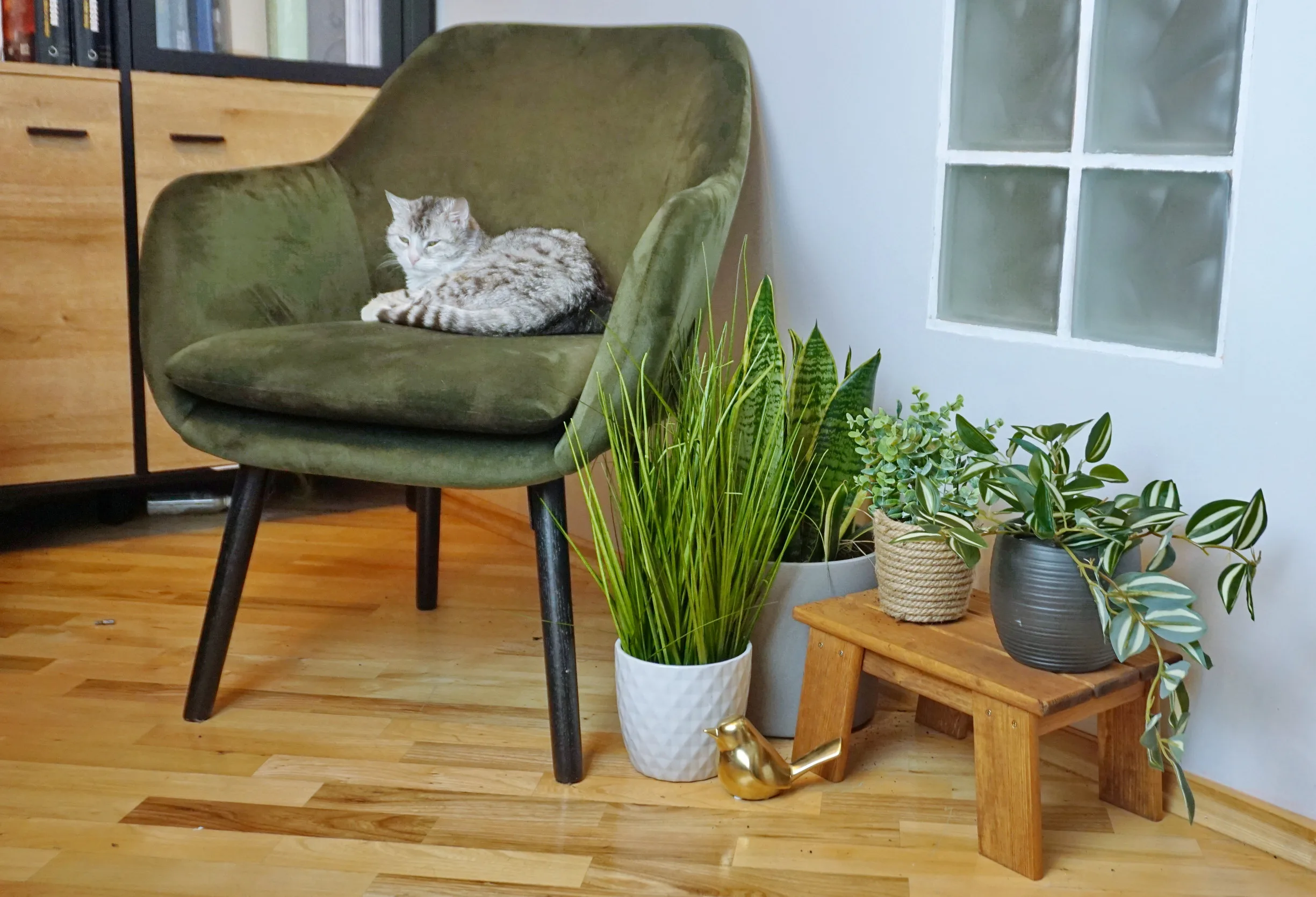 STOŁECZEK MAŁY - obrazek 11