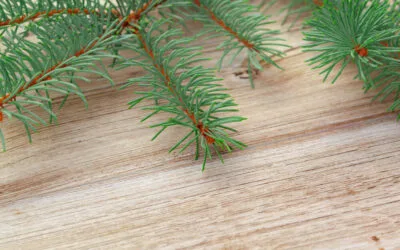 Drewno sosnowe i jego wyjątkowe właściwości
